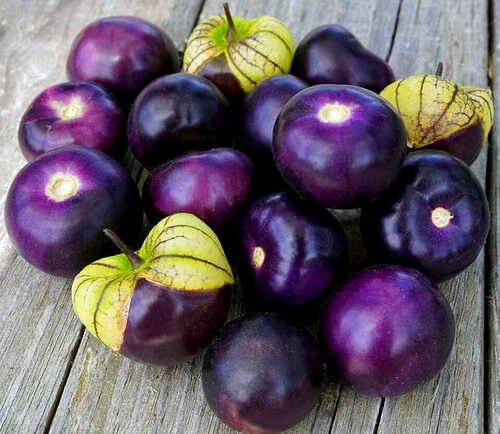 Purpursarkanais meksikāņu fizālis ‘Purple’ (Physalis ixocarpa)